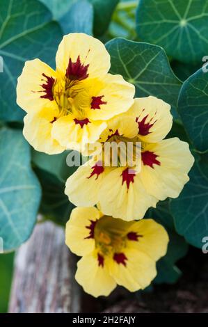 Tropeolum majus Prince Charming cremig gelb mit dunkelroten Akzenten Sommer blühenden buschig.Nasturttium ideal für Töpfe und Behälter und in Grenzen Stockfoto