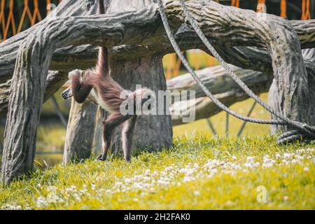 Affe im zoo Stockfoto