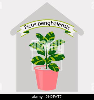Ficus Pflanze in einem rosa Topf gegen den Umriss des Hauses. Dekorative Pflanze für Zuhause oder Büro. Vektorgrafik im flachen Stil. Zimmerblume. Stock Vektor