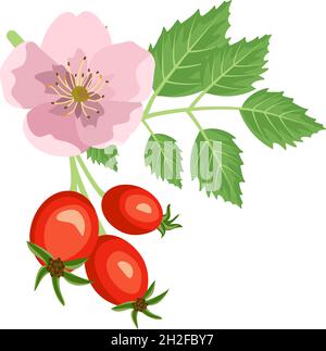 Hagebuttenzweig mit Rosenblüte und Beeren. Quelle von Vitamin C. Rote Früchte mit grünen Blättern. Elemente für Sommer- und Herbstdesign. Vektorgrafik flach Stock Vektor