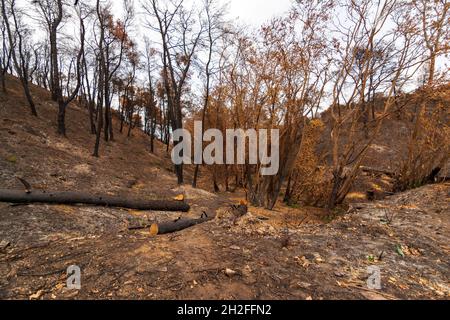 Verbrannter Wald in Attica, Griechenland, nach den Buschfeuern auf dem Berg Parnitha und den Bezirken Varympompi und Tatoi Anfang August 2021. Der Eichenwald Stockfoto