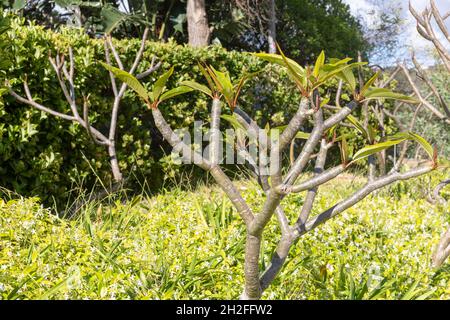 Trachelospermum Jasminoides chinesischer Stern Jasmin und Frangipani Plumeria Baum an einem Frühlingstag in einem Sydney Garten, weiße Blumen und Triebe, Australien Stockfoto