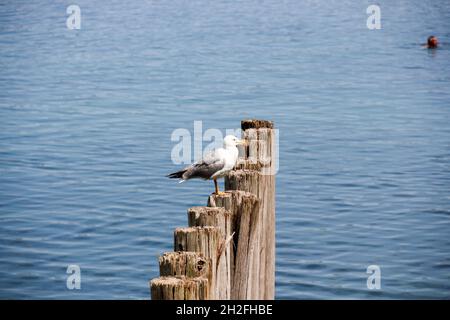 Seitenansicht einer schönen weißen süßen europäischen Heringsmöwe, die auf einem Holzpfosten auf einer sonnigen Stelle thront Stockfoto