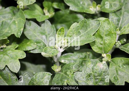 Blick auf angehende Gartenmamas zwischen den Blättern Stockfoto