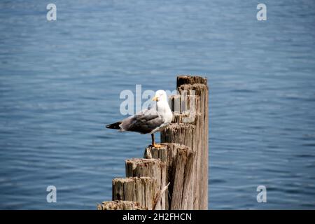 An einem sonnigen Tag thront die wunderschöne weiße, Erwachsene europäische Heringsmöwe auf einem Holzpfosten Stockfoto