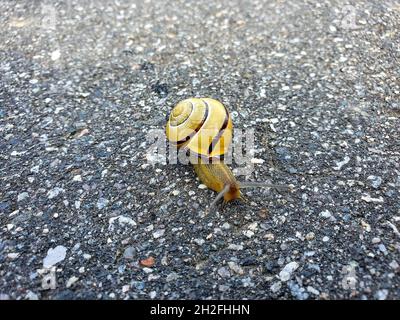 Gelbe Schnecke auf dem Boden Stockfoto