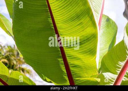 Ensete ventricosum Nahaufnahme riesiger Blätter von Abessinier-Bananenpalme mit hellroter Wirbelsäule, Sydney Garden, NSW, Australien Stockfoto