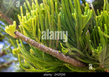 Norfolk Island Pine Tree, araucaria heterophylia, Nahaufnahme von Ast und Blättern dieses Baumes in einem Sydney Park, NSW, Australien Stockfoto