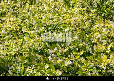 Trachelospermum Jasminoides Chinesischer Stern-Jasmin oder konföderierte Jasmine oder südlicher Jasmin, hier in Sydney, Australien als Bodendeckenweiß wachsend Stockfoto