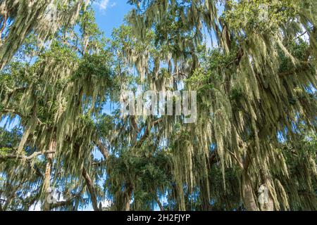 Südliche lebende Eichen (Quercus virginiana), bedeckt mit spanischem Moos (Tillandsia usneoides) - Clermont, Florida, USA Stockfoto