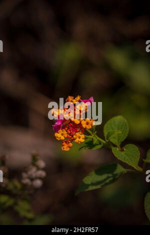 Nahaufnahme einer gelben Lantana Camara Blume in einem Ast. Gelbe, rosa und rote kleine Blume zusammen in einem Blütenkopf. Stockfoto