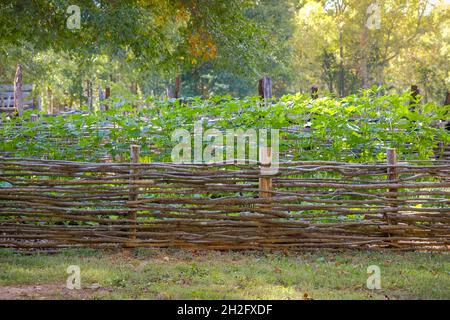 Traditioneller gewebter Ast Zaun und Gemüsegarten Stockfoto