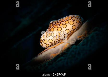 Flamingo-Zungenschnecke (Cyphoma gibbosum) auf Rod-Korallen am Riff vor der niederländischen Karibikinsel Sint Maarten Stockfoto