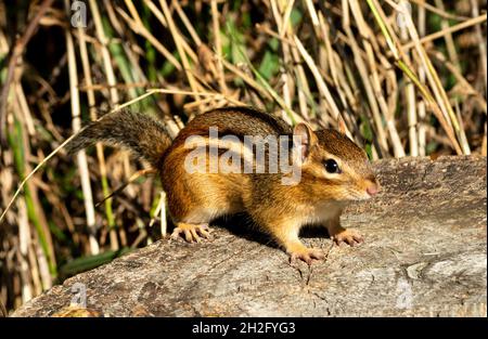 Eastern Chipmunk, Tamias striatus auf Baumstumpf