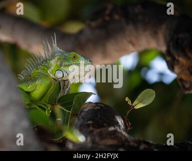 Eidechse auf der Insel Sint Maarten in der niederländischen Karibik Stockfoto