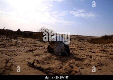 Ziegenschädel in der Wüste der Westsahara, Marokko Stockfoto