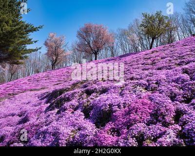 Higashimokoto Shibazakura Park, Hokkaido, Japan Stockfoto