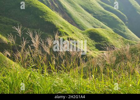 Grasland in der nördlichen Somma von Mt. Aso, Präfektur Kumamoto, Japan Stockfoto