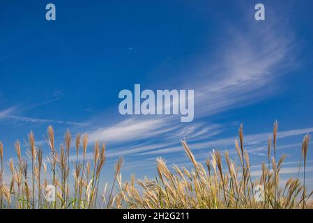 Japanisches Silbergras in Caldera von Aso, Präfektur Kumamoto, Japan Stockfoto