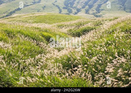 Japanisches Pampagras, Aso, Präfektur Kumamoto, Japan Stockfoto