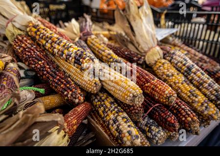 Indischer Mais auf einem Bauernmarkt auf dem Union Square in New York City. Stockfoto