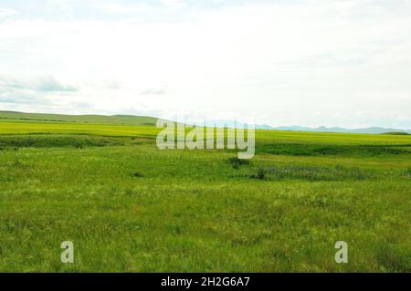 Endlose hügelige Steppen, die mit niedrigem Gras überwuchert sind und im Hintergrund die Bergkette überblicken. Chakassien, Sibirien, Russland. Stockfoto