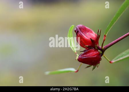 Nahaufnahme von roselle Fruits. Hibiscus sabdariffa. Stockfoto