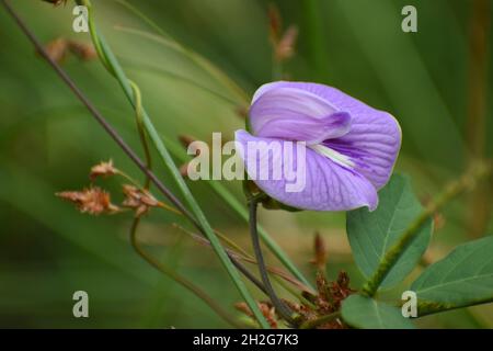 Nahaufnahme der gezapften Schmetterlingsblüte (Centrosema virginianum). Stockfoto