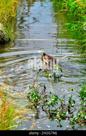 Ein ausgewachsener Biber „Castor canadensis“, der einen frisch geschnittenen Espenbaum in seinen Biberteich im ländlichen Alberta, Kanada, zu seinem Futterstapel schleppt. Stockfoto