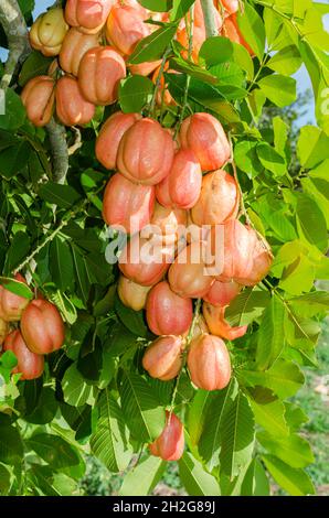 Haufen Ackees Stockfoto