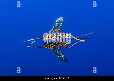 Arotes decorus, parasitoides Wespenmakro auf blauem Hintergrund Stockfoto