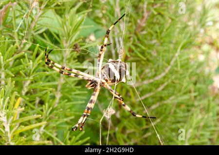 Vor dem grünen Hintergrund von Rosmarin breitet sich ein silbernes argiop auf seinem Netz in zwei Armen die Beine aus und bildet ein x, während es auf Insekten zu g wartet Stockfoto