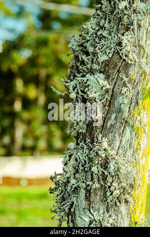 Gegen das Grün der Bäume wächst eine Ansammlung von Regenhirsch-Flechten auf einem Drahtzaun. Stockfoto