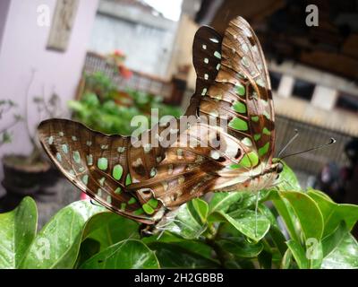 Tailed Jay Butterfly, Graphium agamemnon, in urbaner Umgebung, Singapur, Asien Stockfoto