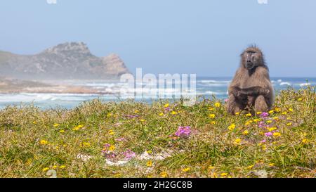 Ein Chacma-Pavian in der Nähe des Kaps der Guten Hoffnung im Table Mountain National Park, Südafrika. Stockfoto