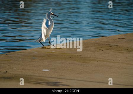 Eleganter und anmutiger Reiher hat den frischen Morgenfang, Fische baumeln aus seinem Piepton, während er für die Betonlandung am See hereinkommt. Alle Details Stockfoto