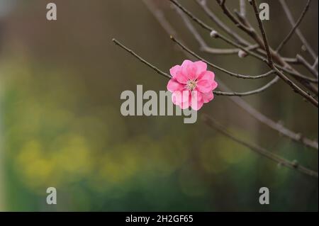 Das Symbol des Frühlings Stockfoto