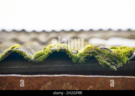 Veralteter hellgrauer Wellschiefer mit grün wachsendem Moos auf dem Dach des alten Landhauses bei Sonnenlicht extreme Nahsicht Stockfoto
