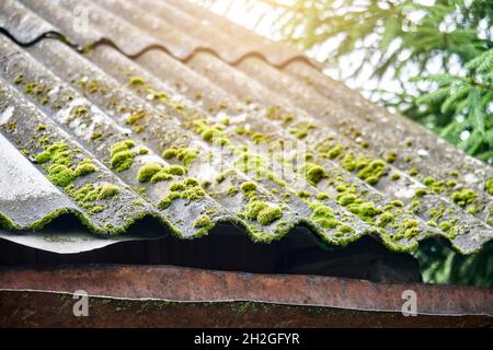 Veralteter hellgrauer Wellschiefer mit grün wachsendem Moos auf dem Dach des alten Landhauses bei Sonnenlicht extreme Nahsicht Stockfoto