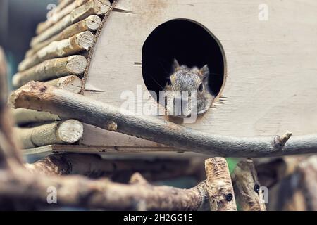 Niedliche flauschige graue Felsen kavige exotische Nagetiere ruht in Holz kleines Haus im Zoo aus der Nähe Stockfoto