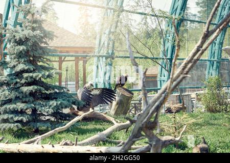 Große wilde Greifgeier sitzen an heißen Tagen auf trockenen Ästen in einem geräumigen, komfortablen Käfig mit Tannenbaum im modernen Zoo Stockfoto