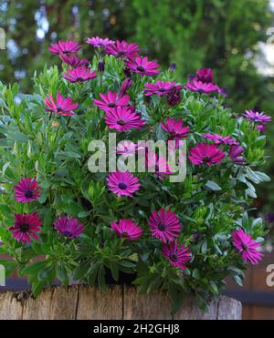 Gartenblumen Dimorphotheca ecklonis. Blühender Cape marguerite oder Van Stadens Flussdaisy Stockfoto