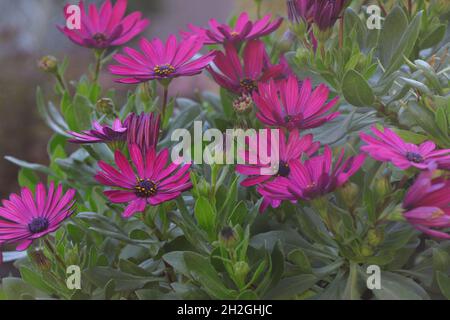 Gartenblumen Dimorphotheca ecklonis. Blühender Cape marguerite oder Van Stadens Flussdaisy Stockfoto