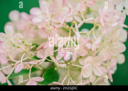Blumenhintergrund, Knospe der Rispenhortensie aus der Nähe Stockfoto
