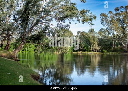 Ruhige Reflexionen von Eukalyptus-Kaugummibäumen im Murray River, der die Staatsgrenze zwischen Victoria und New South Wales, Australien, bildet Stockfoto