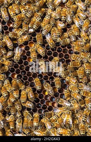 FRANKREICH. ISERE (38) VENEON-TAL, ECRINS-NATIONALPARK, VENOSC, LA DANCHERE, MARGOT UND DIDIER PISSARD, IMKER, BIENENHAUS DER DANCHERE, HONIG VON O Stockfoto