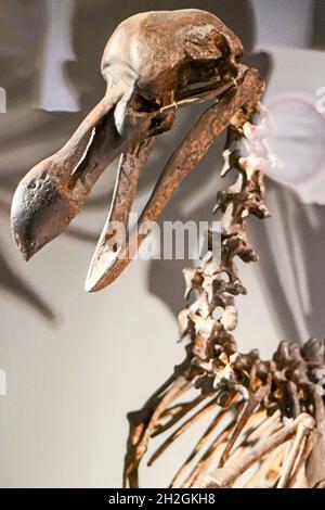 Reportage Museum d'Histoire Naturelle, Palais Longchamp, Marseille : Raphus cucullatus (Dodo) Stockfoto