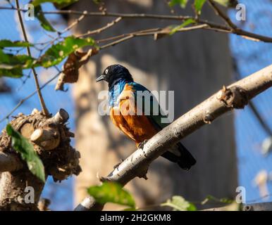 Superber Starling Lamprotornis Superbus, der auf einem afrikanischen Vogel mit einem Ast thront Stockfoto