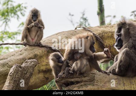 Bohrer Familie von Pavianen Dorn preening andere, Dril Mandrillus leucophaeus Cercopithecidae Stockfoto