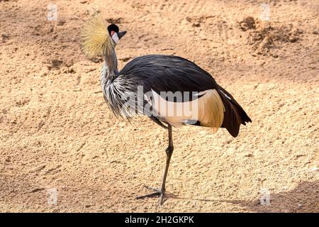 Grau gekrönter Kranich, Kranich gekrönter grauer Hals, Balearica regulorum, Gruidae, Gruiformes, Vogel Stockfoto